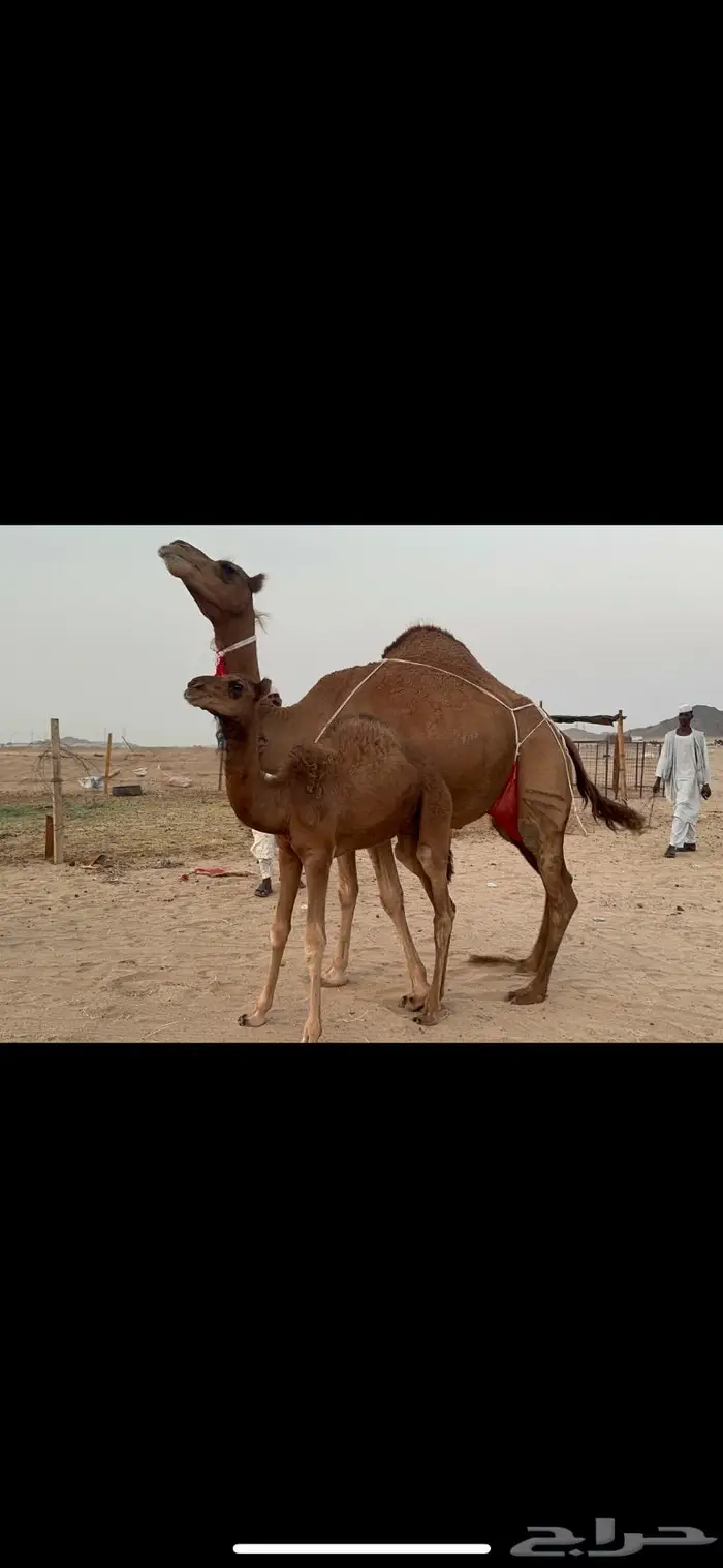 ناقه ساحليه فارعه حلابه ماشاءالله 1