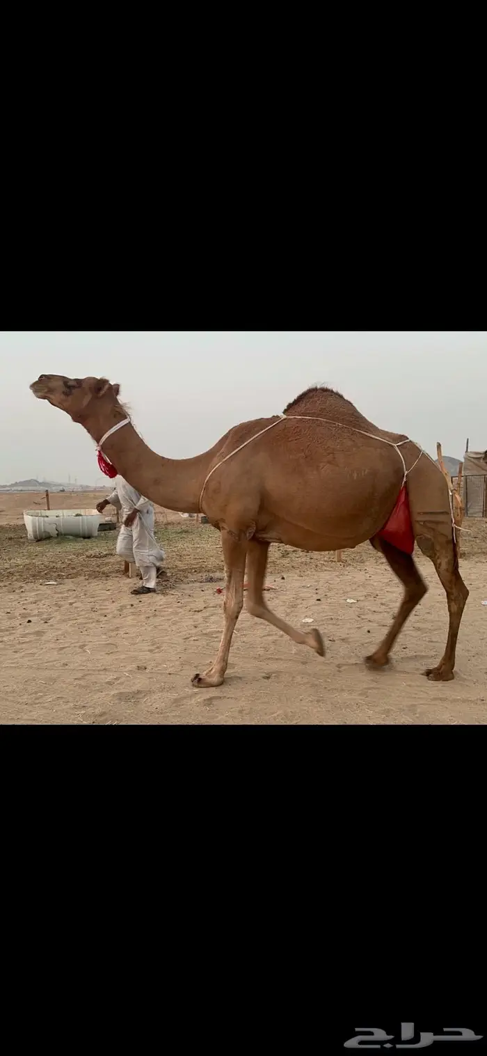 ناقه ساحليه فارعه حلابه ماشاءالله 2