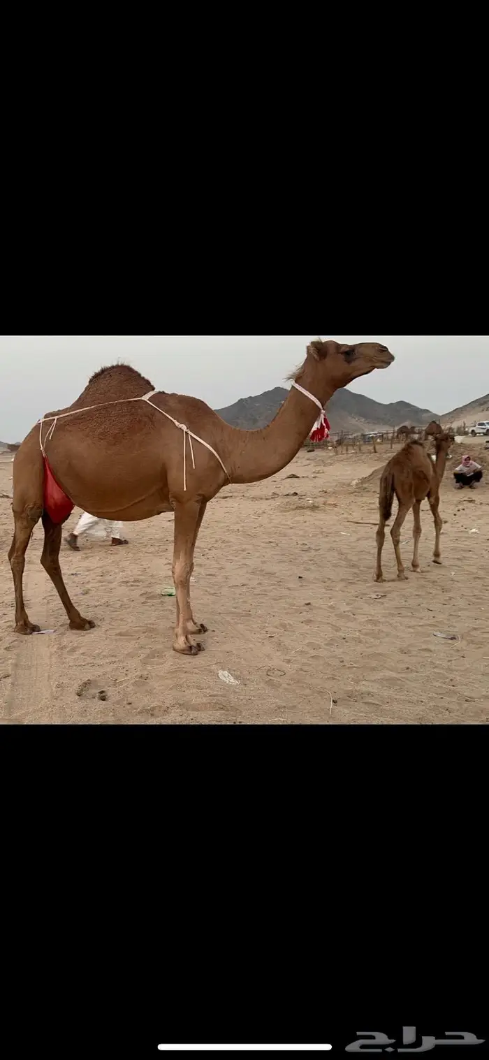 ناقه ساحليه فارعه حلابه ماشاءالله 4