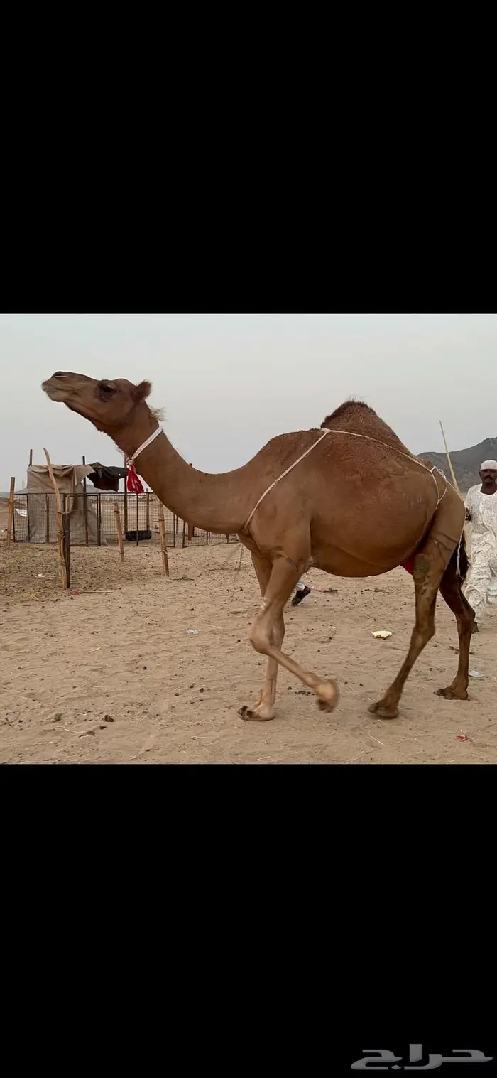 ناقه ساحليه فارعه حلابه ماشاءالله 5