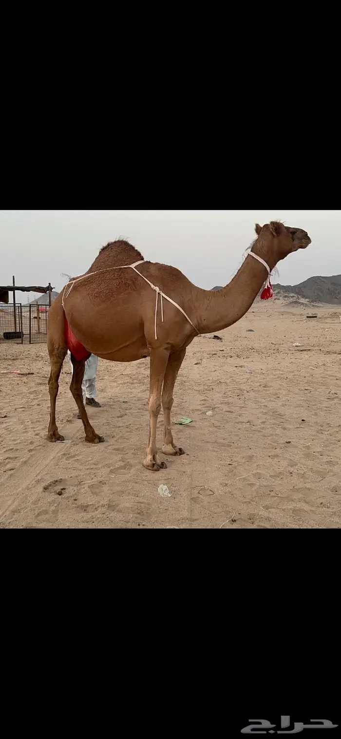 ناقه ساحليه فارعه حلابه ماشاءالله 6