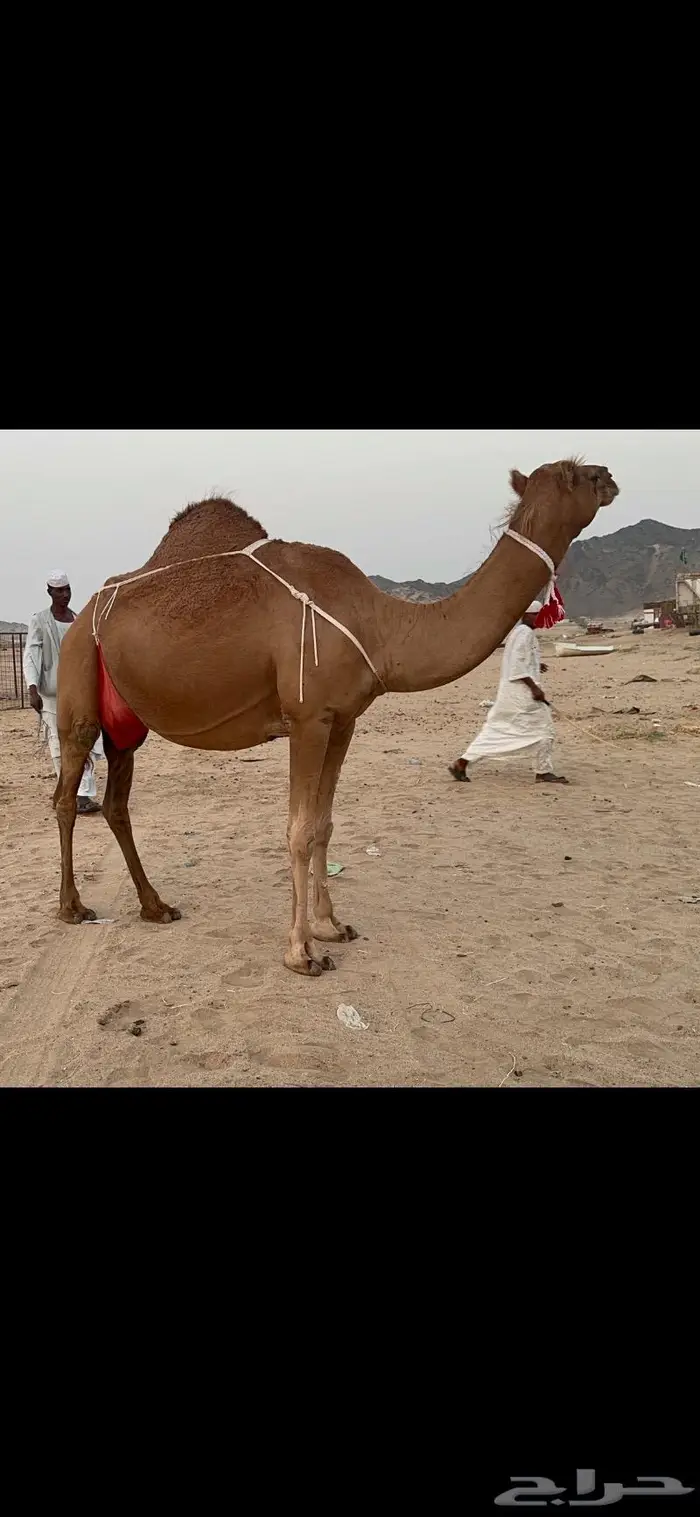 ناقه ساحليه فارعه حلابه ماشاءالله 7