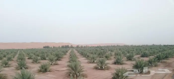 فراخة خلاص للبيع ( ومجانا ) 0