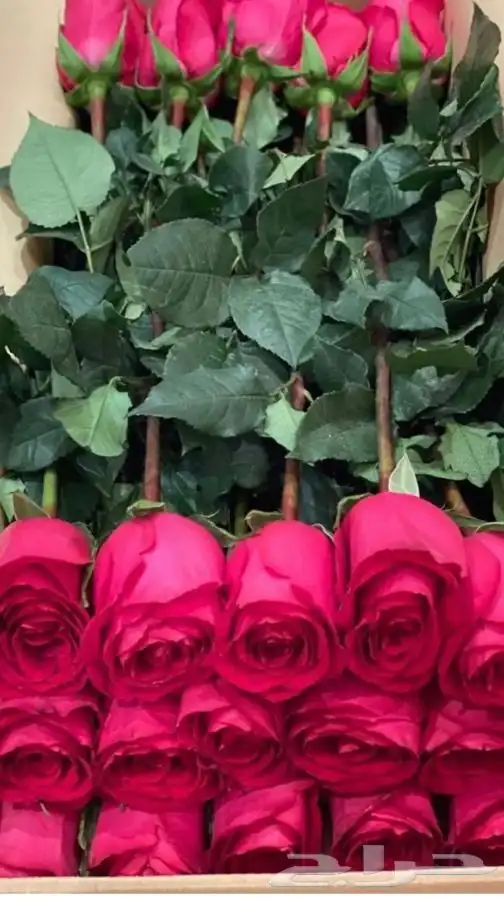 توزيعات ورد الجوري مع الكرت 3