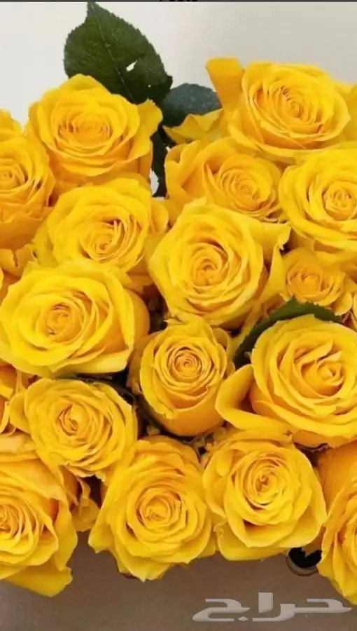 توزيعات ورد الجوري بسعر رمزي مع الطباعة 4