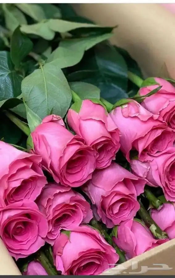 توزيعات ورد الجوري مع الكرت 5