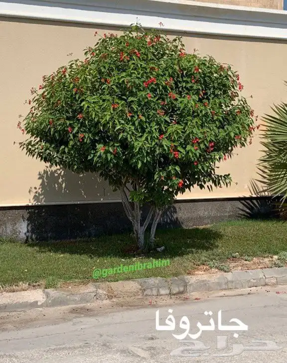تركيب إنجيلة وزراعة اشجار مثمرة وزينه 6