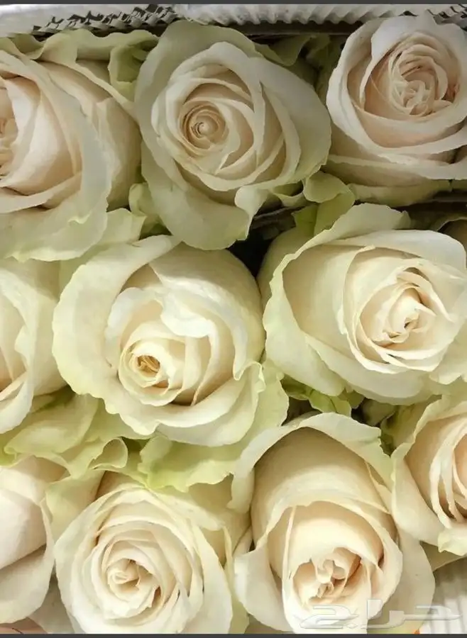 توزيعات ورد الجوري بسعر رمزي مع الطباعة 2