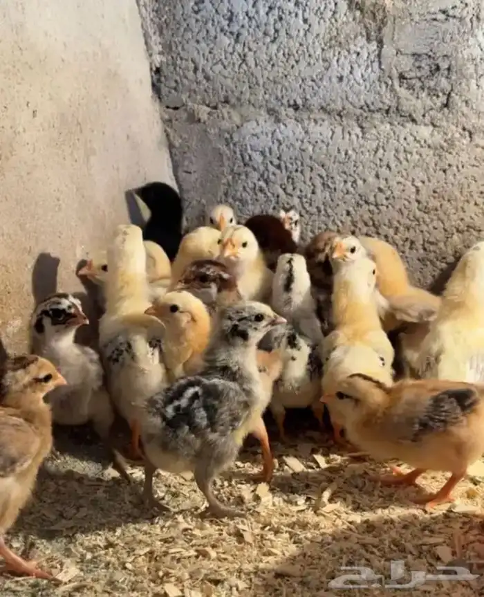 صوص دجاج بلدي سوبر جامبو( مبااع ) 2