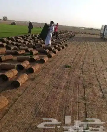 ثيل طبيعي انجيله درجه اولى c2000 4