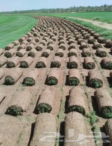 ثيل طبيعي انجيله درجه اولى c2000 2