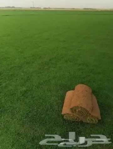ثيل طبيعي انجيله درجه اولى c2000 3