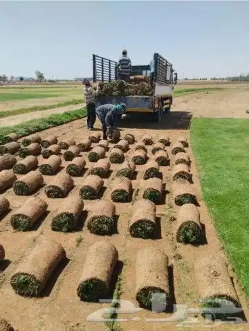 ثيل طبيعي انجيله درجه اولى c2000 6