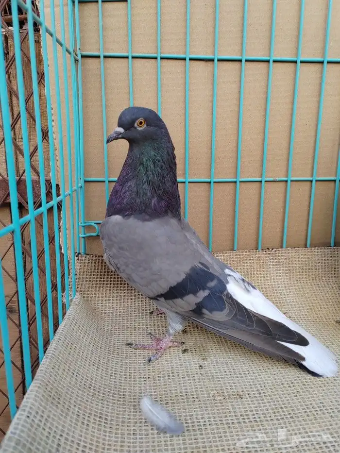 حمام اوكراني سكاي كتر 7