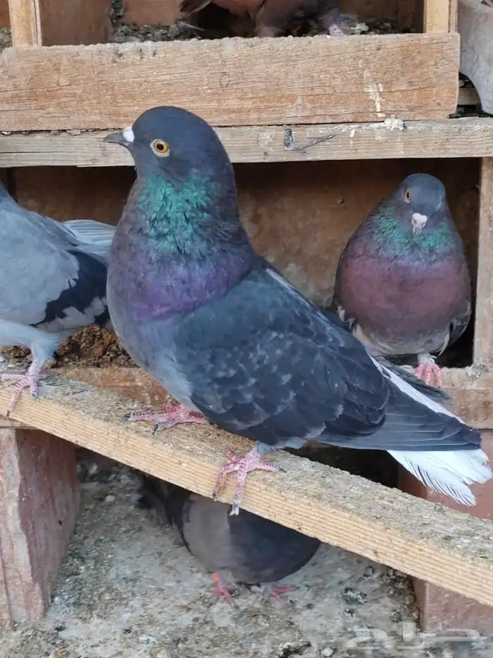 حمام اوكراني سكاي كتر 3