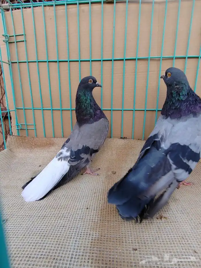 حمام اوكراني سكاي كتر 6