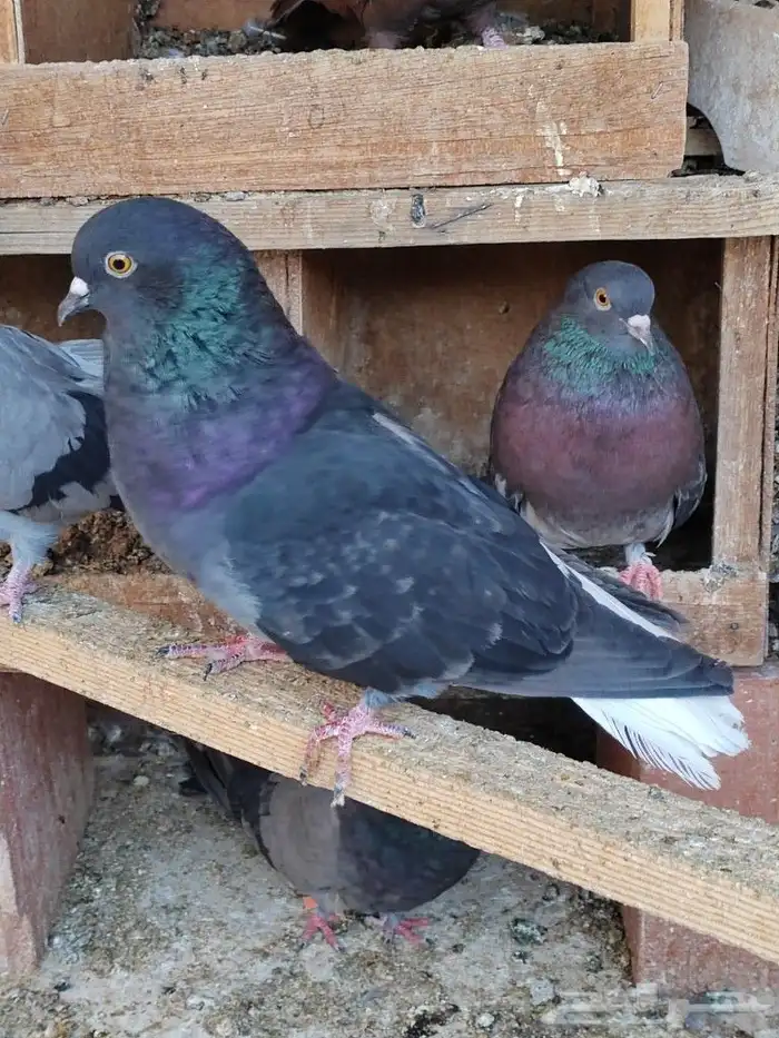 حمام اوكراني سكاي كتر 4