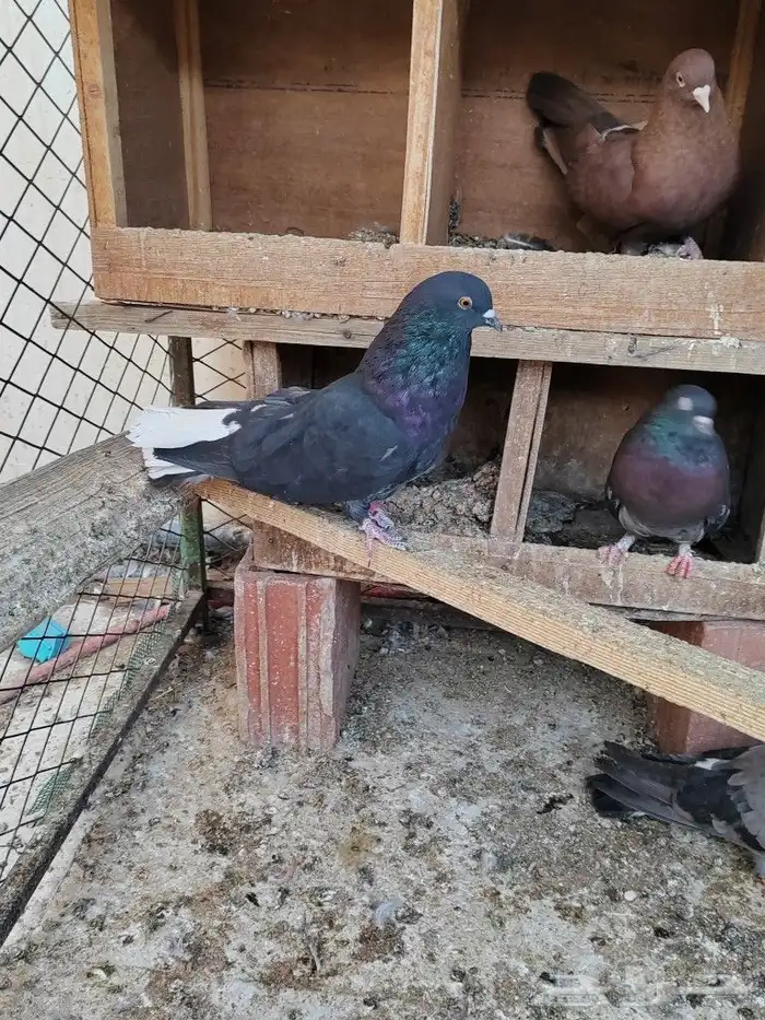 حمام اوكراني سكاي كتر 11