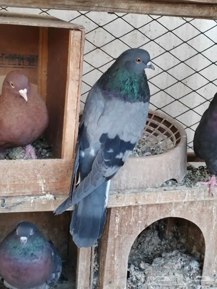 حمام اوكراني سكاي كتر 10