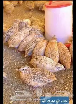 دجاج ايام زمان طازج ويذبح امامك 4