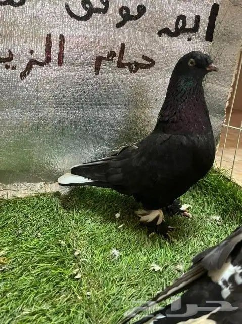 حمام تركي كرست 9