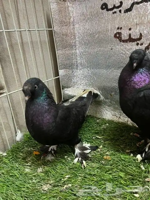 حمام تركي كرست 1