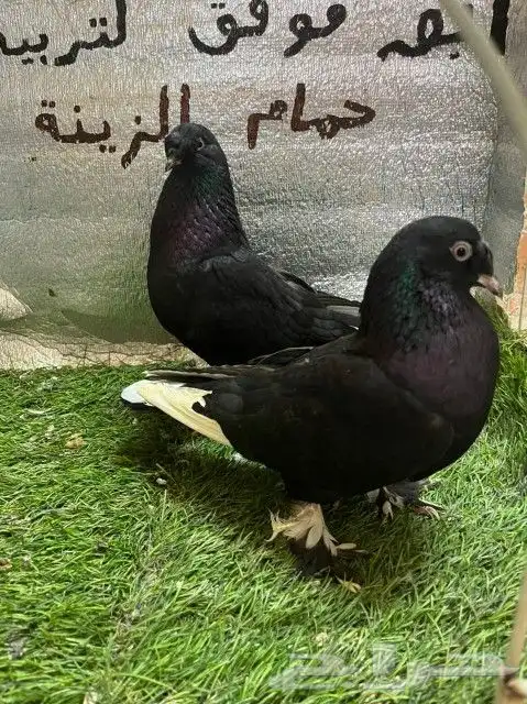 حمام تركي كرست 0