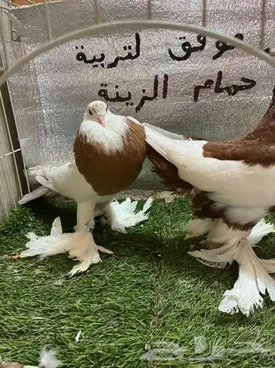 حمام نفاخ مسوبع 7