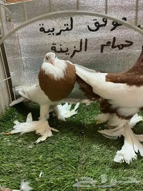 حمام نفاخ مسوبع 7