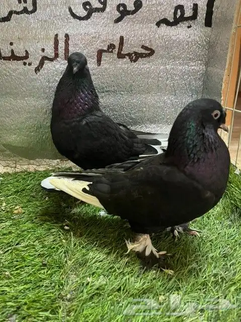 حمام تركي كرست 3