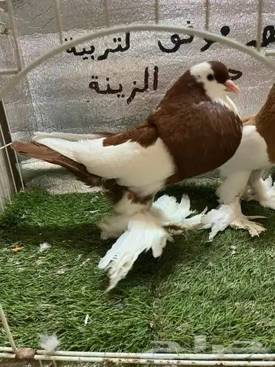 حمام نفاخ مسوبع 6