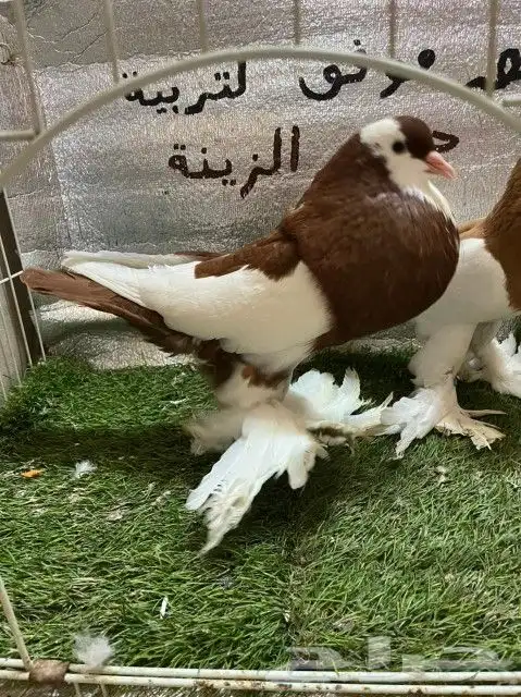 حمام نفاخ مسوبع 6