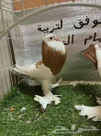 حمام نفاخ مسوبع 11