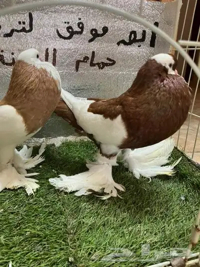 حمام نفاخ مسوبع 5
