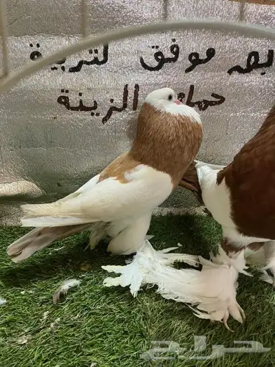 حمام نفاخ مسوبع 10