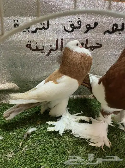حمام نفاخ مسوبع 10