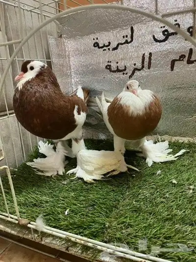حمام نفاخ مسوبع 12