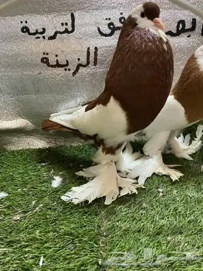 حمام نفاخ مسوبع 8