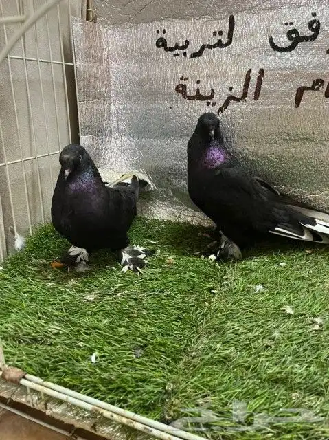حمام تركي كرست 6