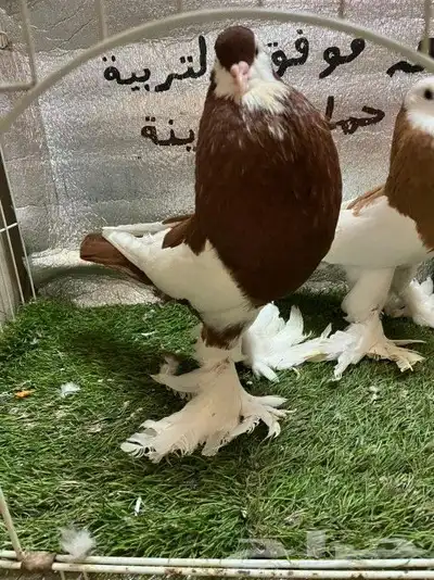 حمام نفاخ مسوبع 9