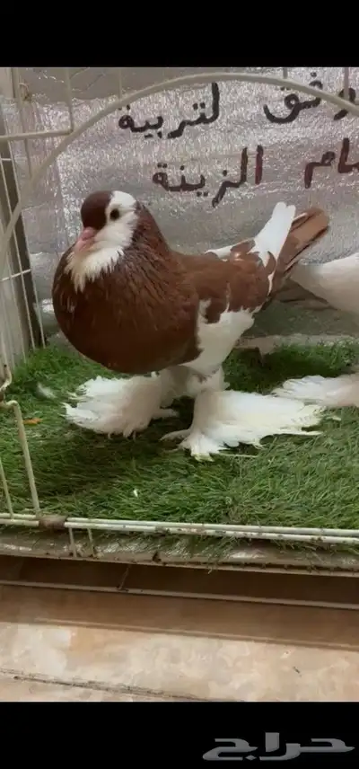حمام نفاخ مسوبع 3