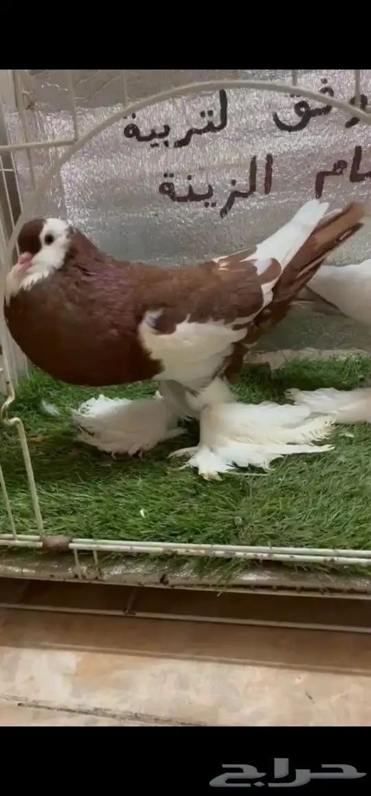 حمام نفاخ مسوبع 0