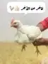 دجاج ايام زمان طازج ويذبح امامك 0