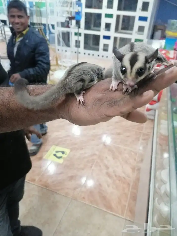 السنجاب الطاير شوقر قلايدر اليفه(تم البيع) 2