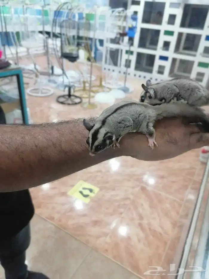 السنجاب الطاير شوقر قلايدر اليفه(تم البيع) 0