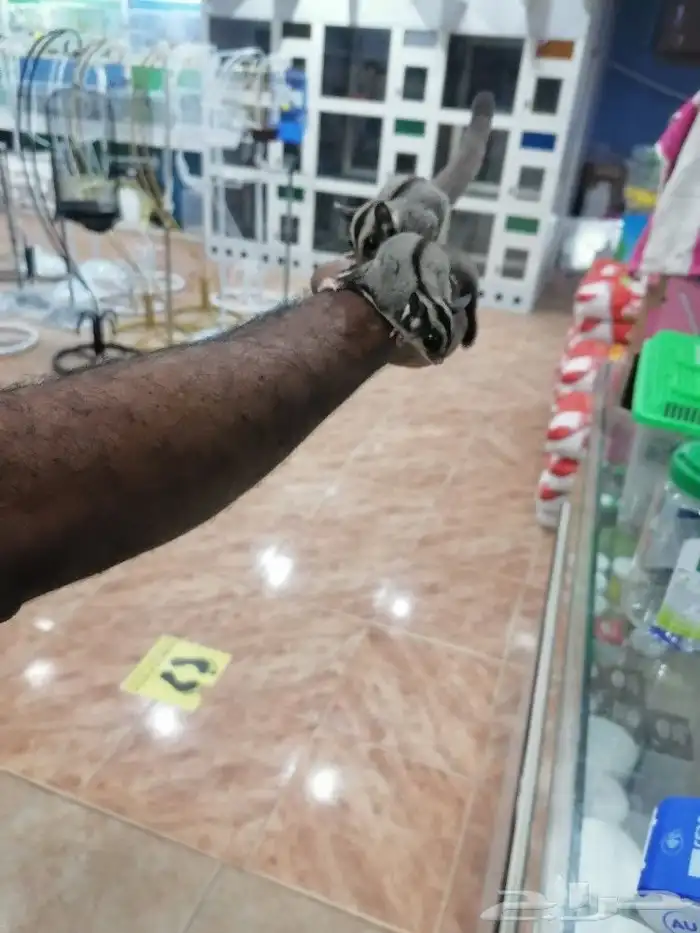 السنجاب الطاير شوقر قلايدر اليفه(تم البيع) 3
