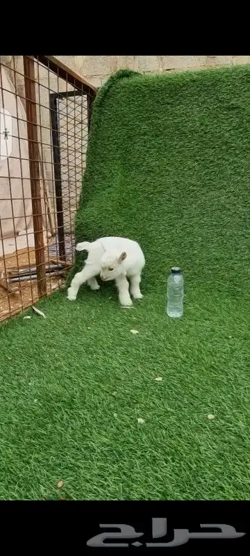 ماعز قزم صغير للبيع 3