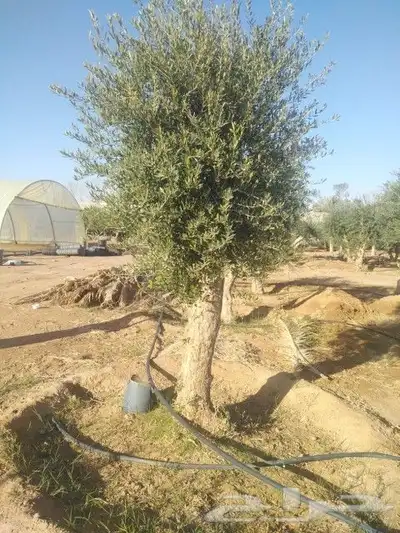 مقاول شبوك 5