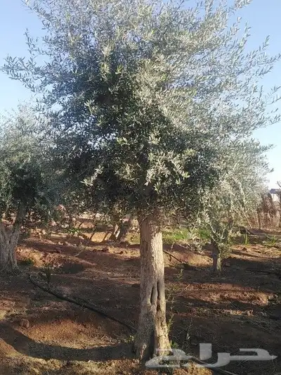 مقاول شبوك 6