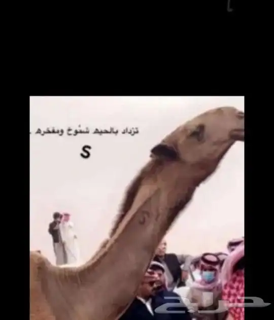 حلاق ابل جرد ورقبة وغسيل كل انحاءالمملكة 1